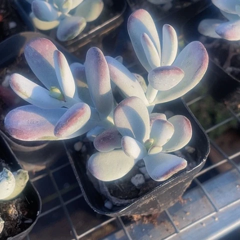 乒乓群2.8带盆土