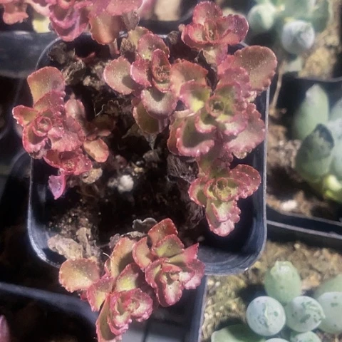 小球玫瑰2.8带盆土