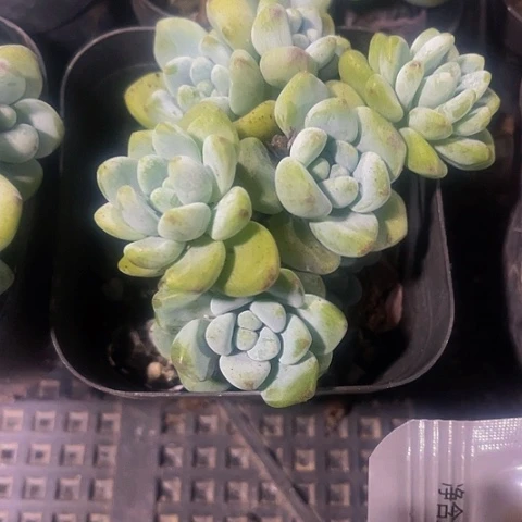 劳尔2.8带盆土发群