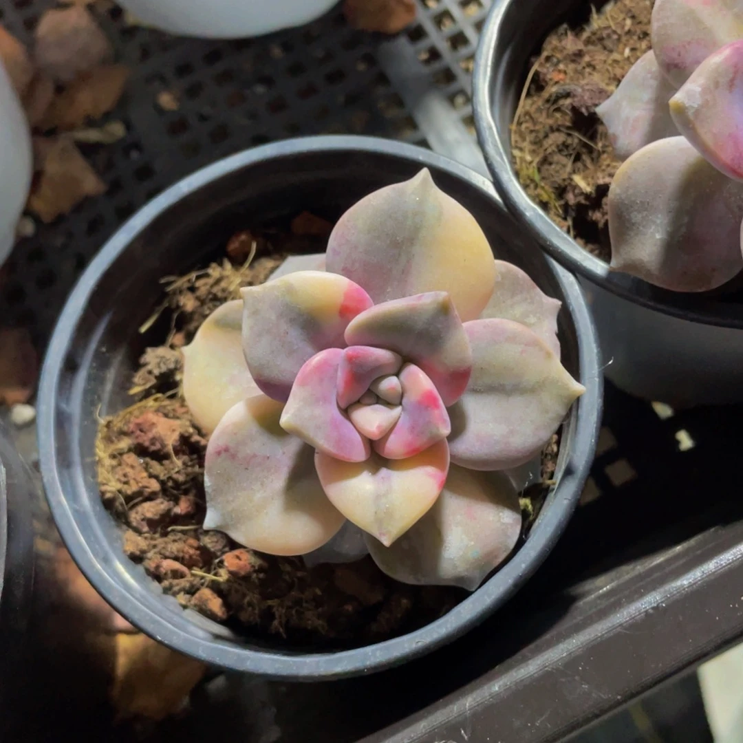 紫乐锦锦锦90盆带盆土