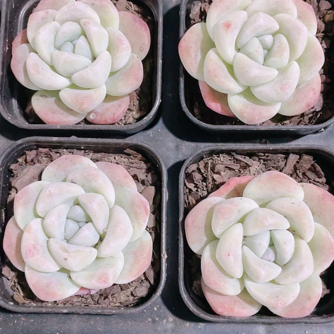 【闪购商品】白体冰玉