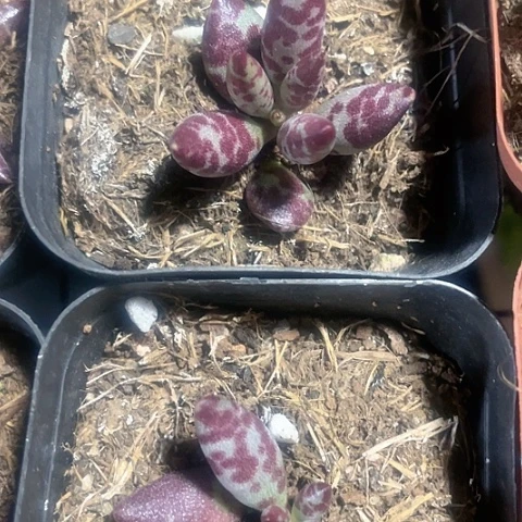 梅花鹿2.8带盆土