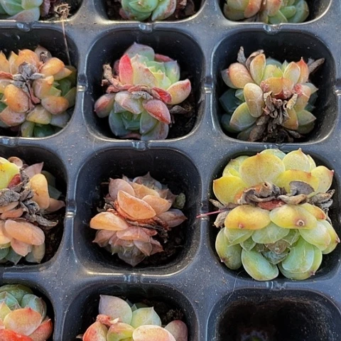 3颗一组小湖泊糖心