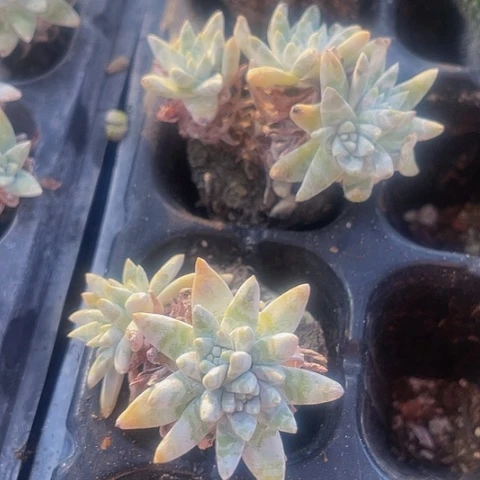 2颗一组小白菊群