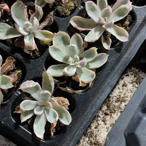 伯克利锦2.8带土发