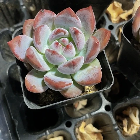 大韩橙1.99带盆土发