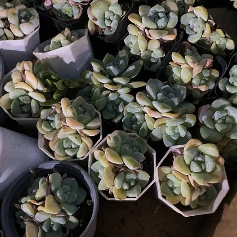 上盆的冰玉三头带盆土