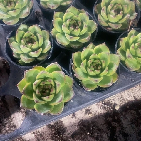 2盆一组月亮石带盆