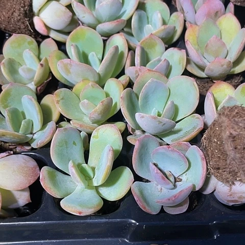 2颗一组小奶茶带土