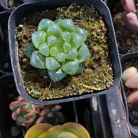 红窗玉露5.8带盆土