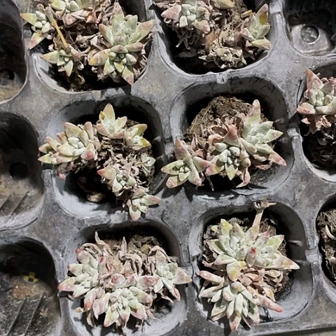 小白菊1元处理带土发