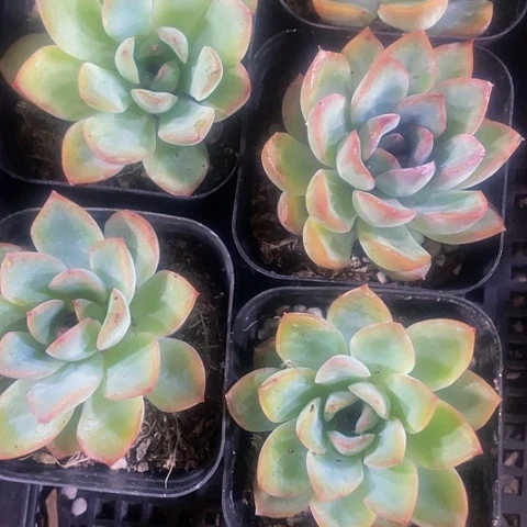 荷花2.8带盆土发