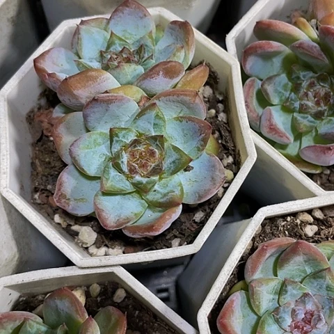 正版冰葡萄双头八角盆