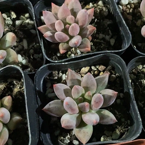 红蜻蜓6.5方今天来的