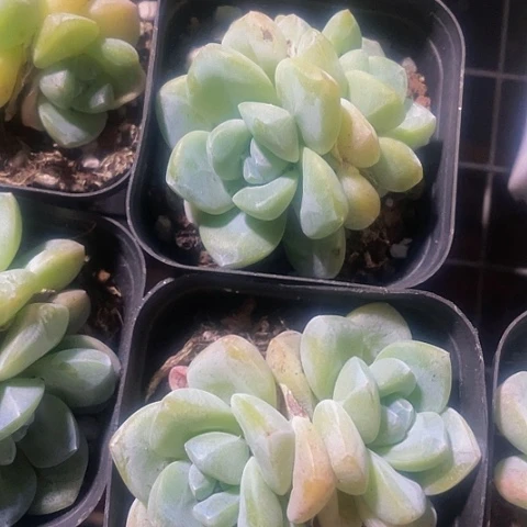 双头暗纹冰玉6.5方带盆土