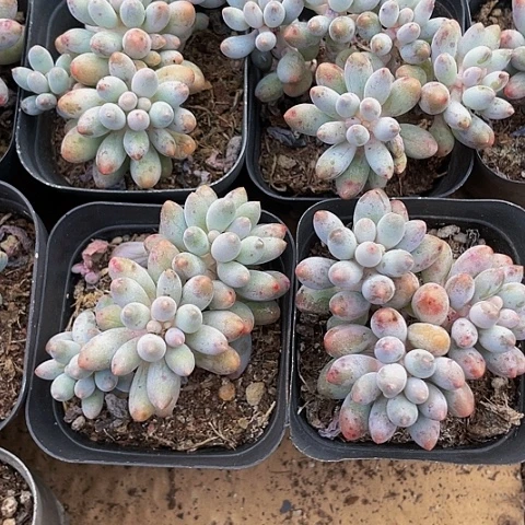 6.5方婴儿手指群带盆