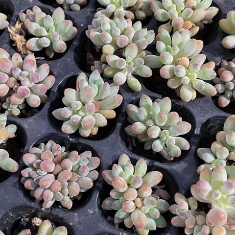 3颗一组小手指带土