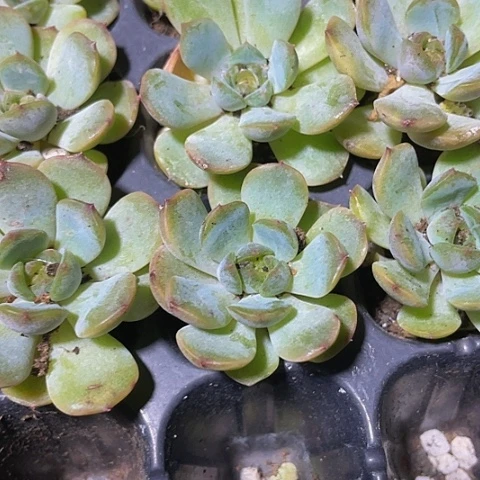 小红恋2.99带土发