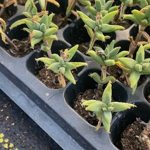 3颗一组小玉米枝干