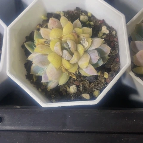 雪兔群3.8带盆土发