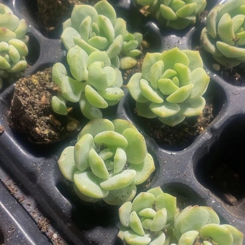 3颗一组小香草带土