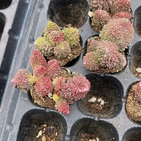 珠子玉7.8带盆土