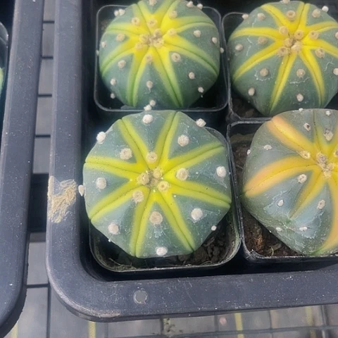 星兜锦6.8带盆土