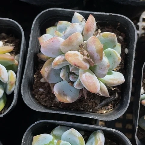 星影群6.5方带盆土
