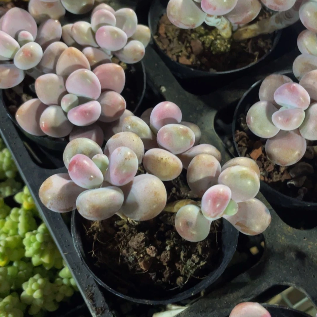 三头老桩腰子蛋带盆