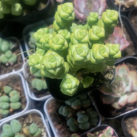 牡丹钱串群2.8带盆土