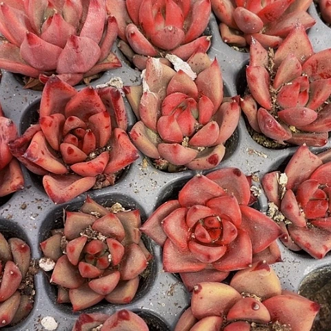 血罗1.5带土发货