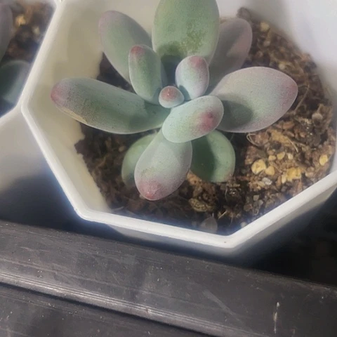 苹果奶八角盆带土