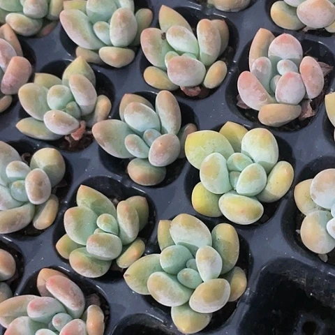 3颗一组香水洛神