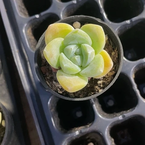 圆盆冰玉1.99带盆土
