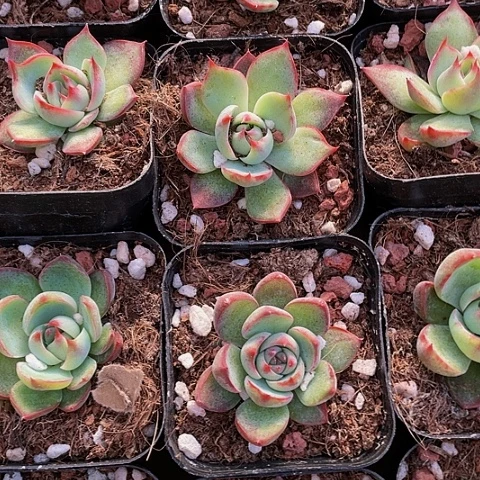 2.8的处理惊鸿带盆土发