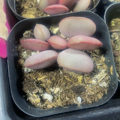 红蛋水泡9.9带盆土