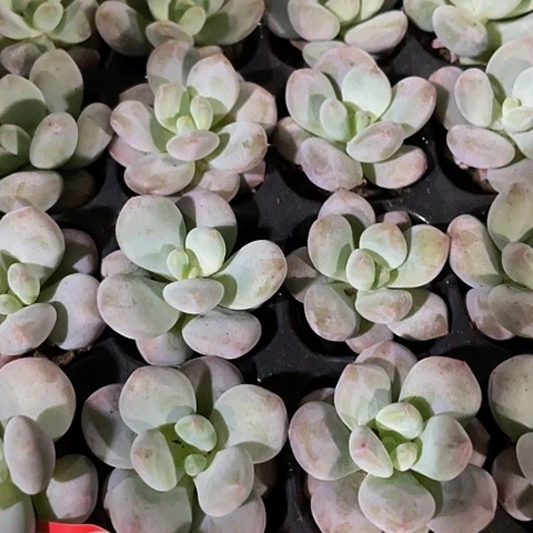 2颗一组小奶豆带土