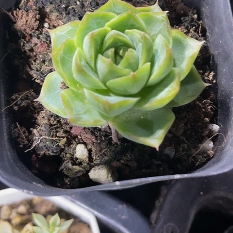柏茶珍妮3.8带盆土