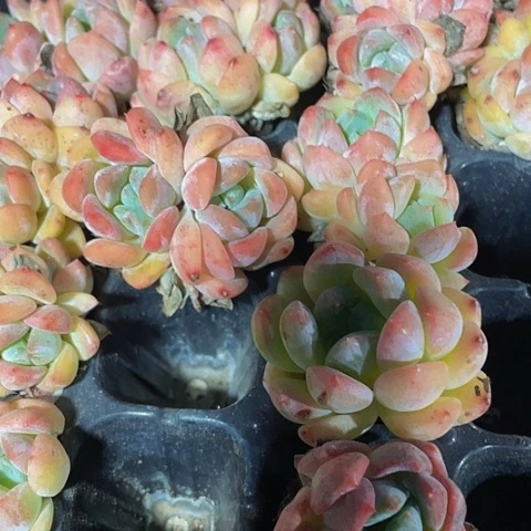 2颗一组OP冰玉带土