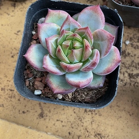 夜魔侠3.8带盆土