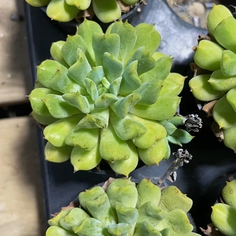 爱尔兰2.8带盆土