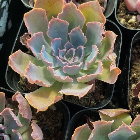 晚霞植物2.8带盆土