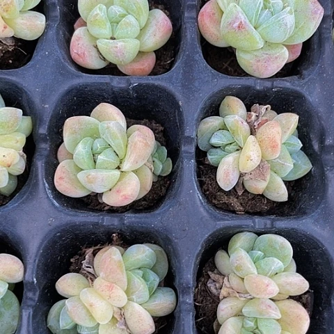 3颗一组小白体冰玉