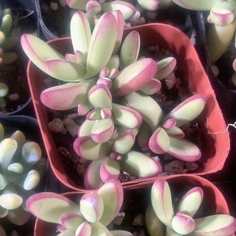 小天狗2.8带盆土
