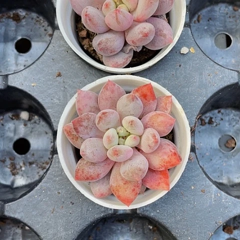 半夏3.8带盆土发