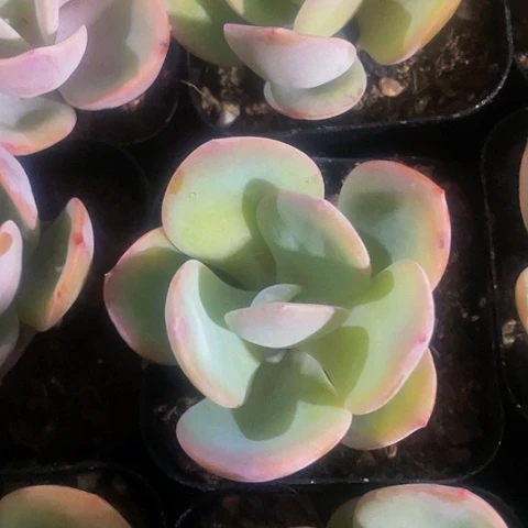大奶茶6.5方带盆土