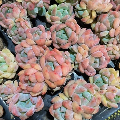 2颗一组OP冰玉带土