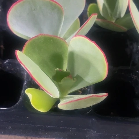 小白眉2.8带土发