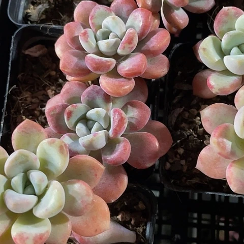 双头大花瓣路2.8带盆