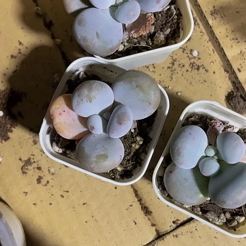 文斯通3.8带盆土